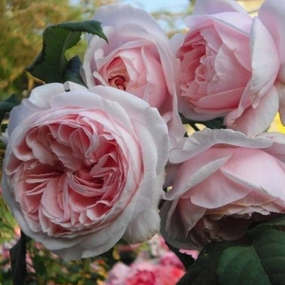 Nahema ® Climbing Roses garden rose bushes potted or bare root plants