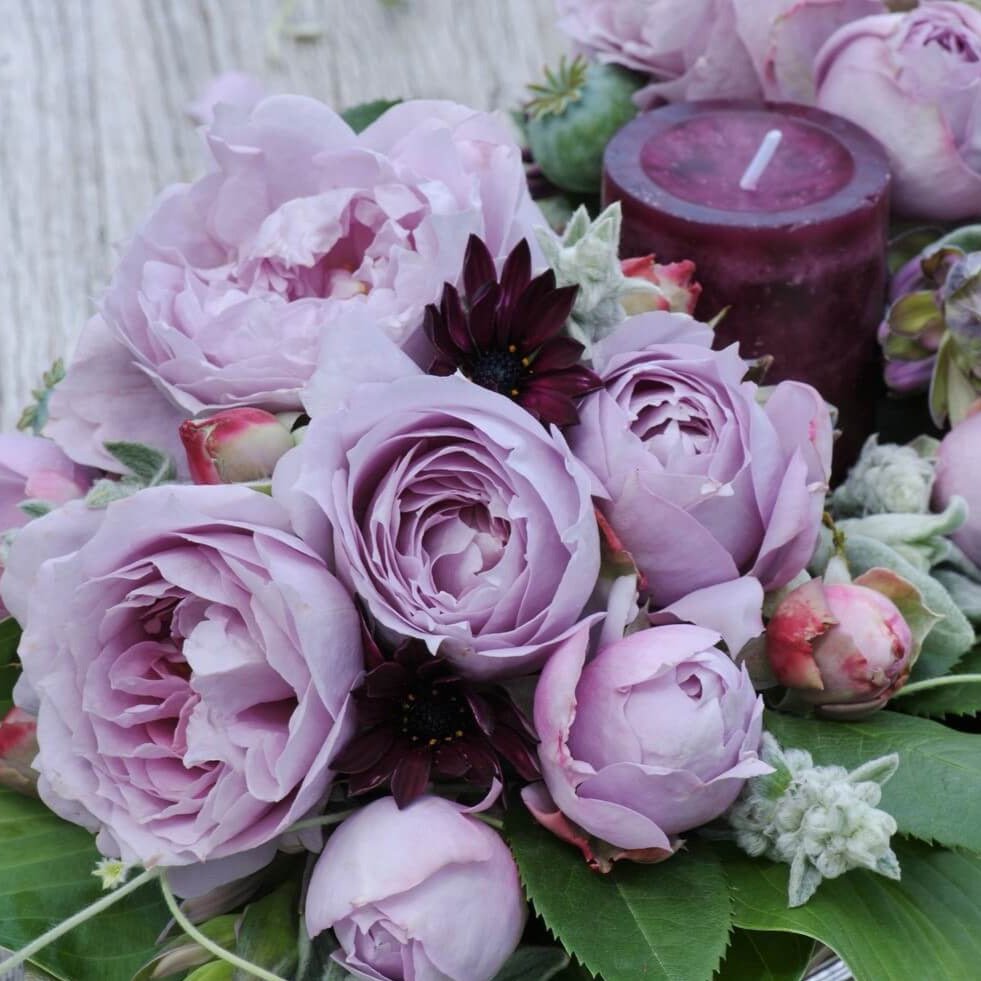Novalis ® Floribunda Roses garden rose bushes potted or bare root plants