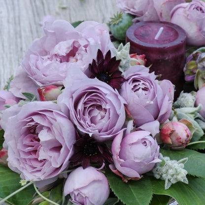 Novalis ® Floribunda Roses garden rose bushes potted or bare root plants