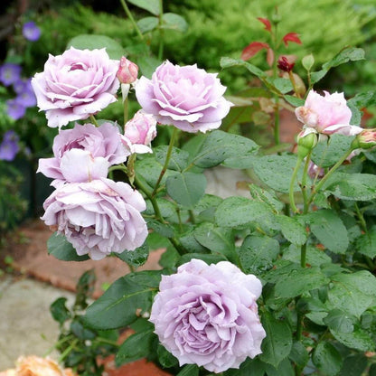 Novalis ® Floribunda Roses garden rose bushes potted or bare root plants