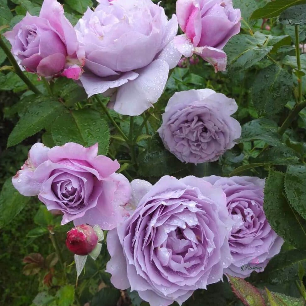 Novalis ® Floribunda Roses garden rose bushes potted or bare root plants