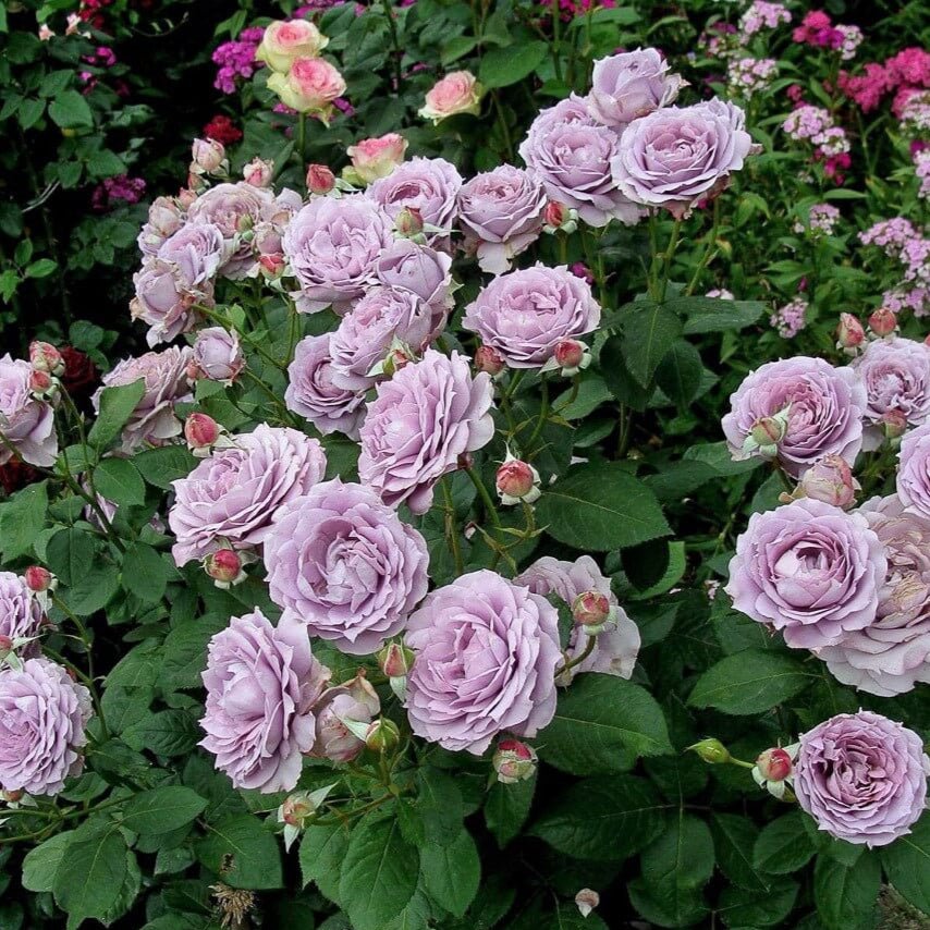 Novalis ® Floribunda Roses garden rose bushes potted or bare root plants