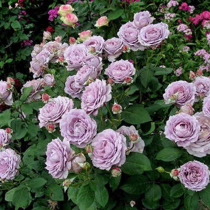 Novalis ® Floribunda Roses garden rose bushes potted or bare root plants