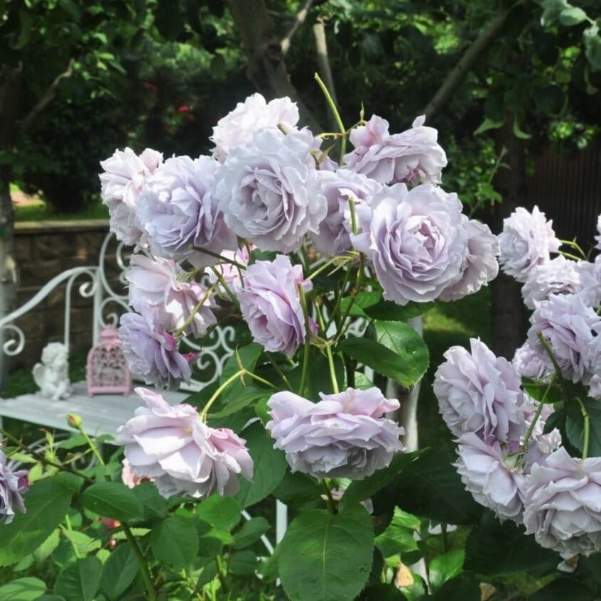Novalis ® Floribunda Roses garden rose bushes potted or bare root plants