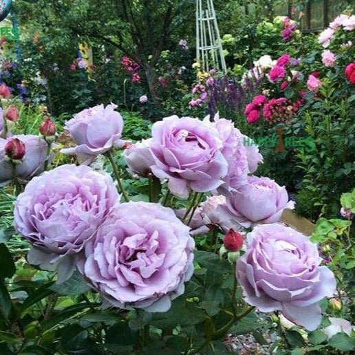Novalis ® Floribunda Roses garden rose bushes potted or bare root plants