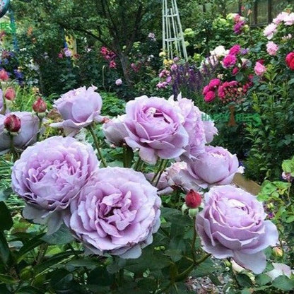 Novalis ® Floribunda Roses garden rose bushes potted or bare root plants