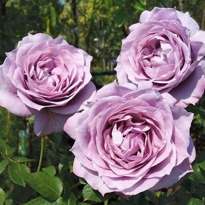 Novalis ® Floribunda Roses garden rose bushes potted or bare root plants