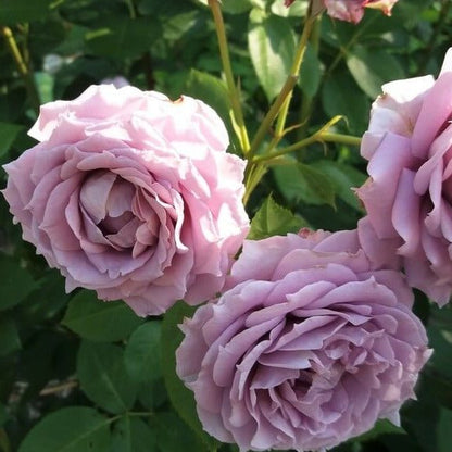 Novalis ® Floribunda Roses garden rose bushes potted or bare root plants
