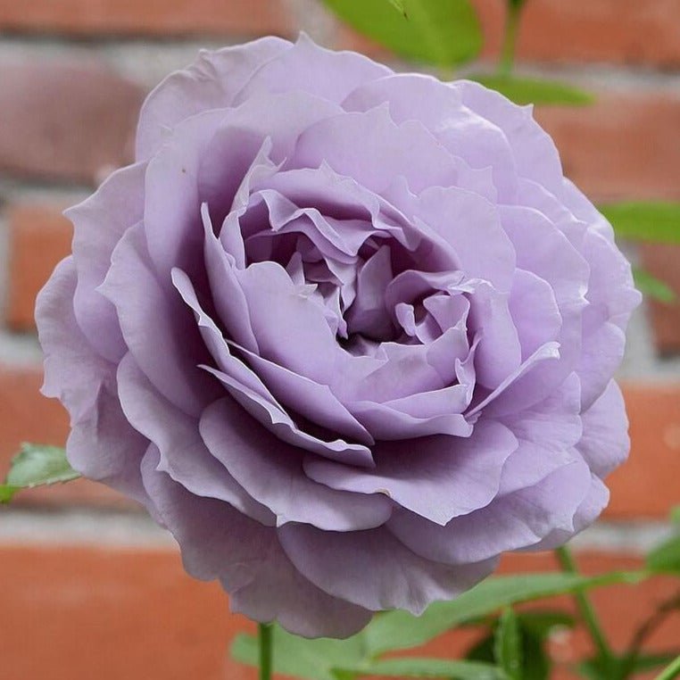 Novalis ® Floribunda Roses garden rose bushes potted or bare root plants