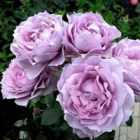 Novalis ® Floribunda Roses garden rose bushes potted or bare root plants
