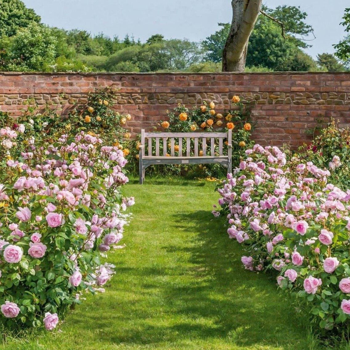 Olivia Rose ® Plants garden rose bushes potted or bare root plants