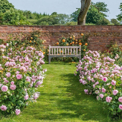 Olivia Rose ® Plants garden rose bushes potted or bare root plants