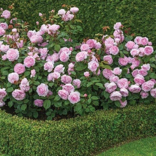 Olivia Rose ® Plants garden rose bushes potted or bare root plants