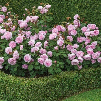 Olivia Rose ® Plants garden rose bushes potted or bare root plants