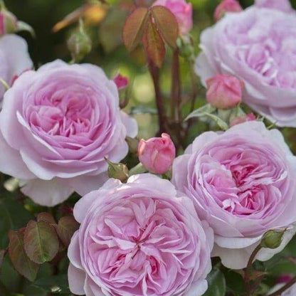 Olivia Rose ® Plants garden rose bushes potted or bare root plants