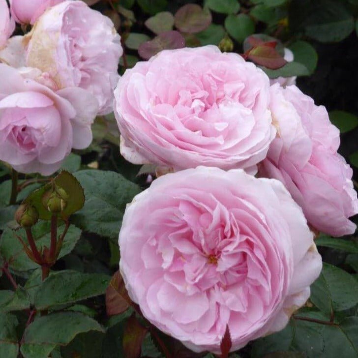 Olivia Rose ® Plants garden rose bushes potted or bare root plants