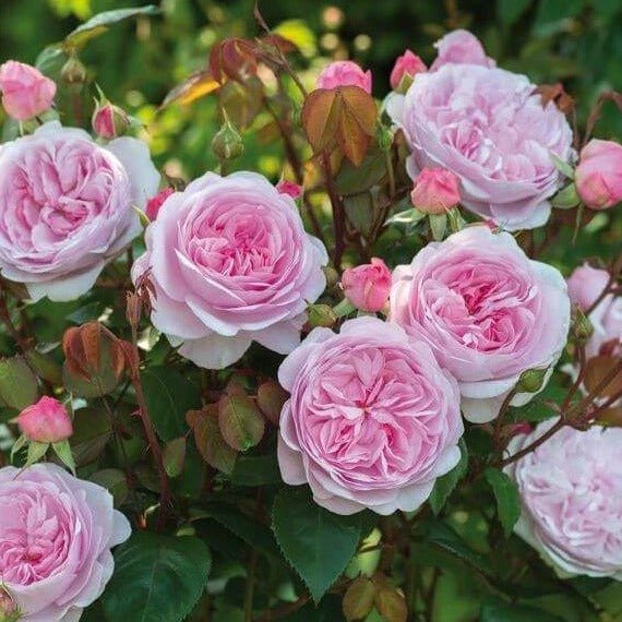 Olivia Rose ® Plants garden rose bushes potted or bare root plants