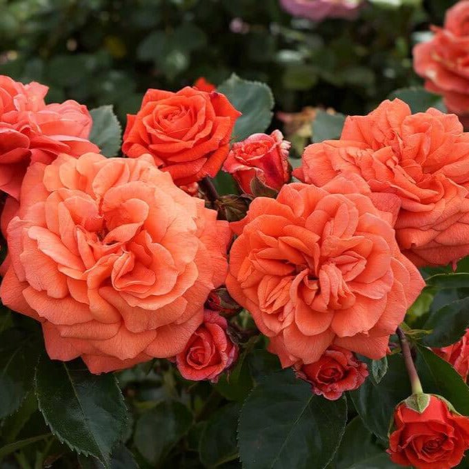 Orangerie ® Floribunda Roses garden rose bushes potted or bare root plants