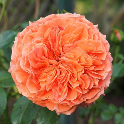 Orangerie ® Floribunda Roses garden rose bushes potted or bare root plants