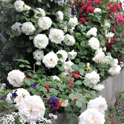 Palais Royal (White Eden Rose) ® Climbing Roses garden rose bushes potted or bare root plants