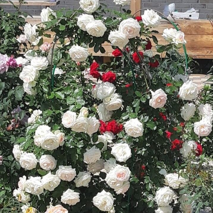 Palais Royal (White Eden Rose) ® Climbing Roses garden rose bushes potted or bare root plants