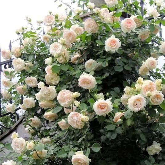 Palais Royal (White Eden Rose) ® Climbing Roses garden rose bushes potted or bare root plants