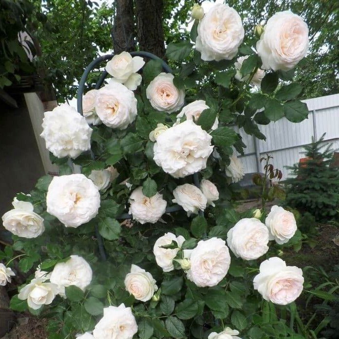 Palais Royal (White Eden Rose) ® Climbing Roses garden rose bushes potted or bare root plants
