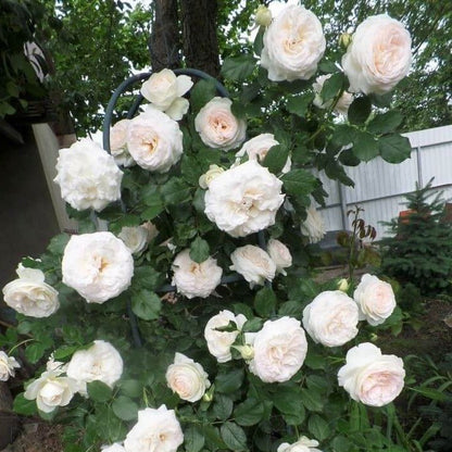 Palais Royal (White Eden Rose) ® Climbing Roses garden rose bushes potted or bare root plants