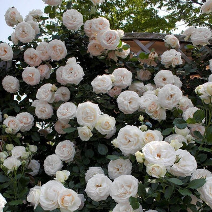 Palais Royal (White Eden Rose) ® Climbing Roses garden rose bushes potted or bare root plants
