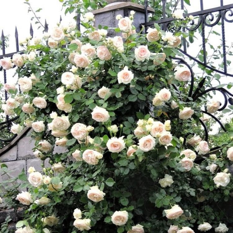 Palais Royal (White Eden Rose) ® Climbing Roses garden rose bushes potted or bare root plants