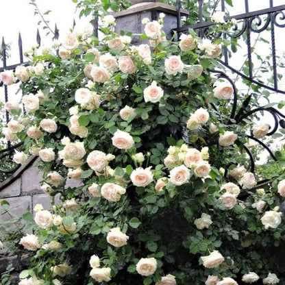 Palais Royal (White Eden Rose) ® Climbing Roses garden rose bushes potted or bare root plants