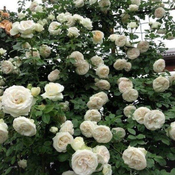 Palais Royal (White Eden Rose) ® Climbing Roses garden rose bushes potted or bare root plants