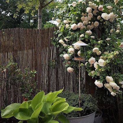 Palais Royal (White Eden Rose) ® Climbing Roses garden rose bushes potted or bare root plants
