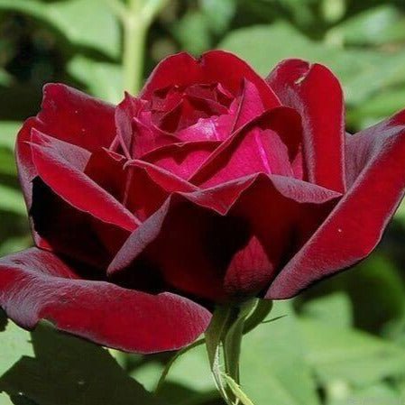 Papa Meilland ® Hybrid Tea Roses garden rose bushes potted or bare root plants