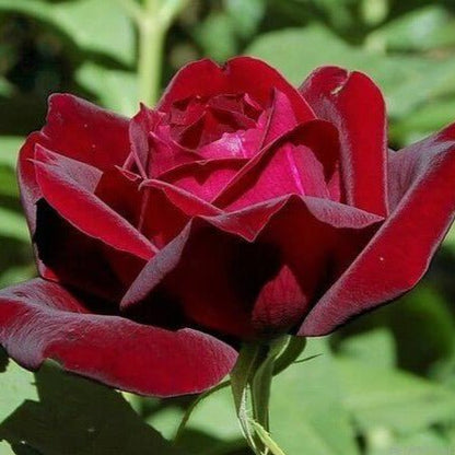 Papa Meilland ® Hybrid Tea Roses garden rose bushes potted or bare root plants