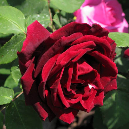 Papa Meilland ® Hybrid Tea Roses garden rose bushes potted or bare root plants