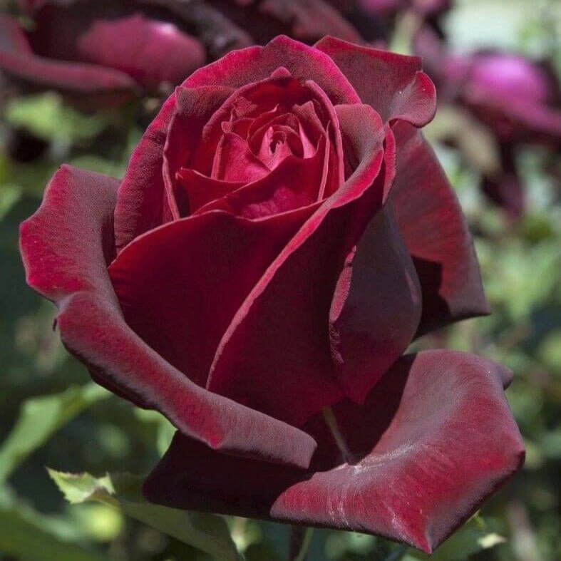 Papa Meilland ® Hybrid Tea Roses garden rose bushes potted or bare root plants