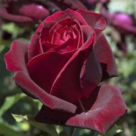 Papa Meilland ® Hybrid Tea Roses garden rose bushes potted or bare root plants