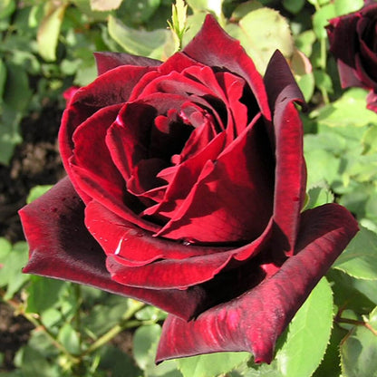 Papa Meilland ® Hybrid Tea Roses garden rose bushes potted or bare root plants