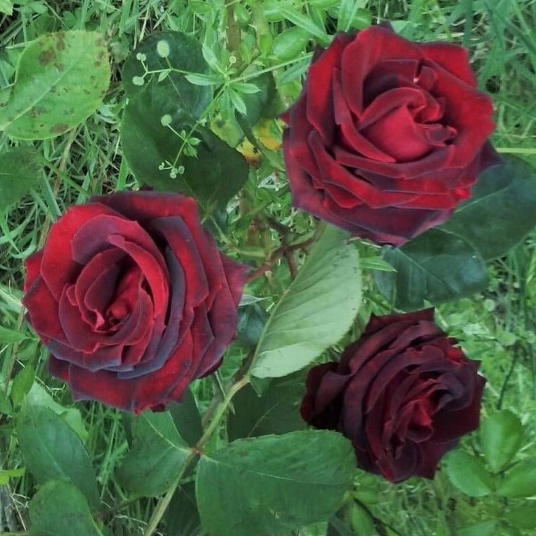 Papa Meilland ® Hybrid Tea Roses garden rose bushes potted or bare root plants