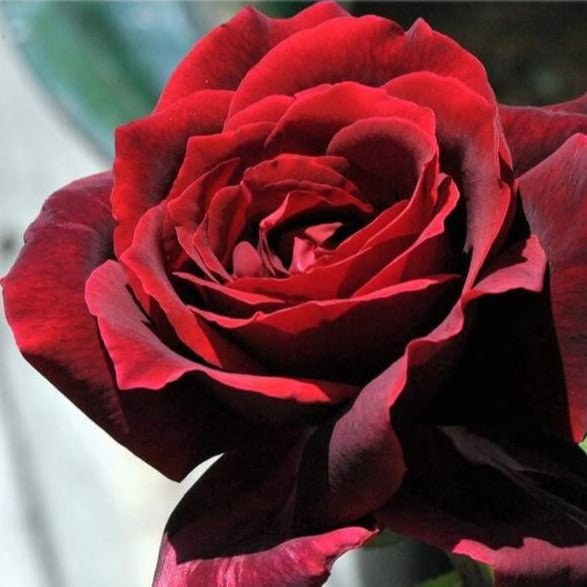 Papa Meilland ® Hybrid Tea Roses garden rose bushes potted or bare root plants