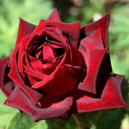 Papa Meilland ® Hybrid Tea Roses garden rose bushes potted or bare root plants