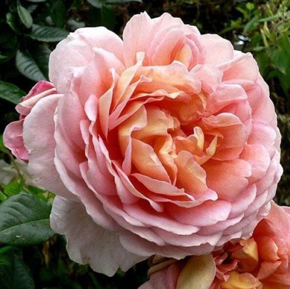 Papi Delbard ® Climbing Roses garden rose bushes potted or bare root plants