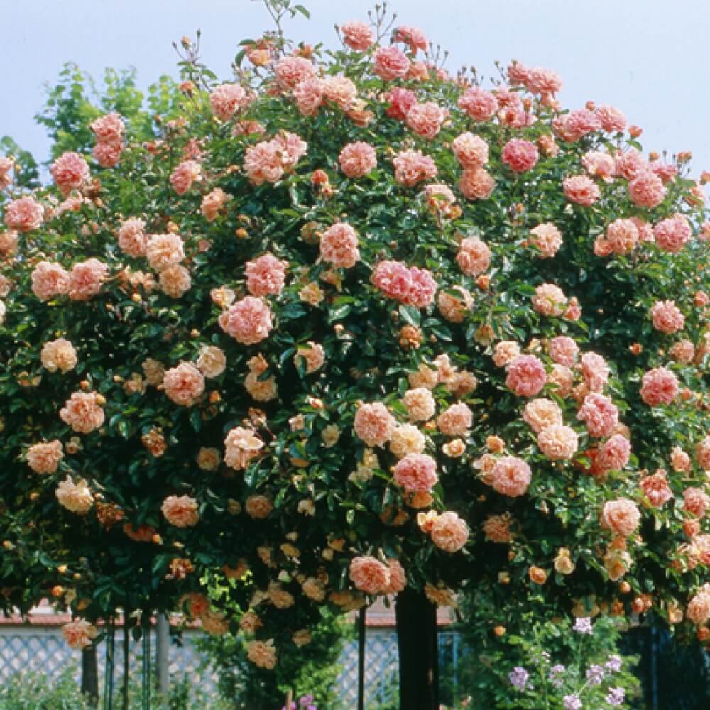 Papi Delbard ® Climbing Roses garden rose bushes potted or bare root plants