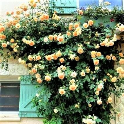 Papi Delbard ® Climbing Roses garden rose bushes potted or bare root plants