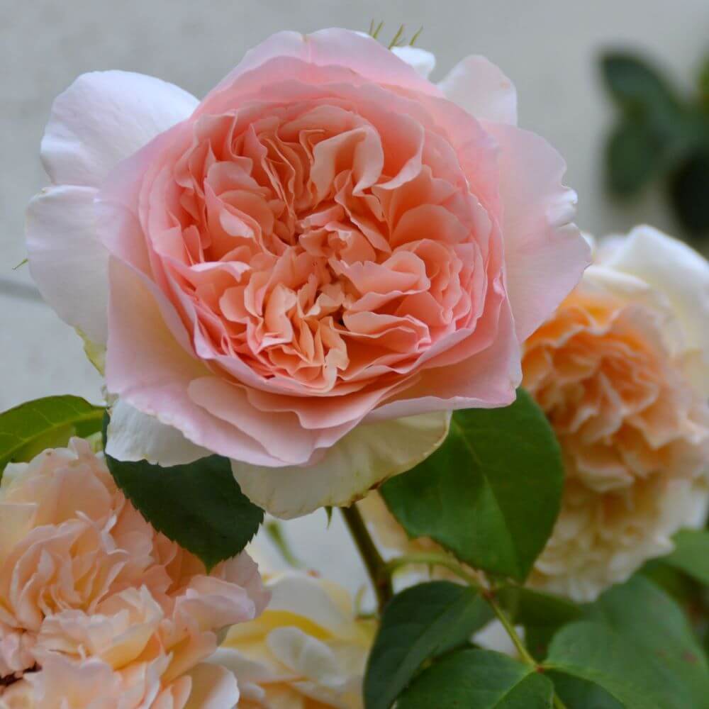 Papi Delbard ® Climbing Roses garden rose bushes potted or bare root plants