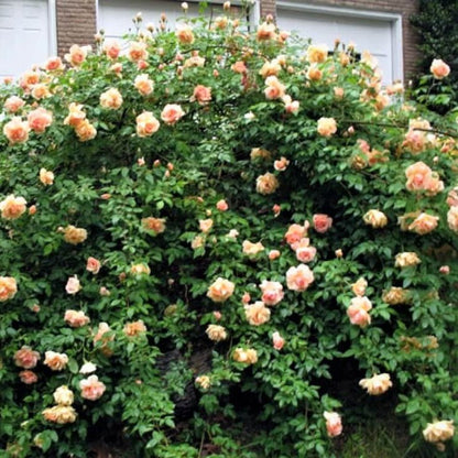 Papi Delbard ® Climbing Roses garden rose bushes potted or bare root plants