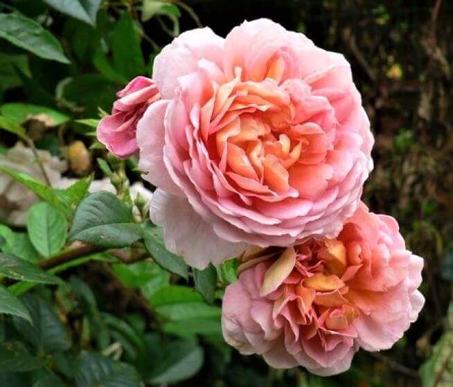 Papi Delbard ® Climbing Roses garden rose bushes potted or bare root plants