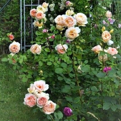 Papi Delbard ® Climbing Roses garden rose bushes potted or bare root plants