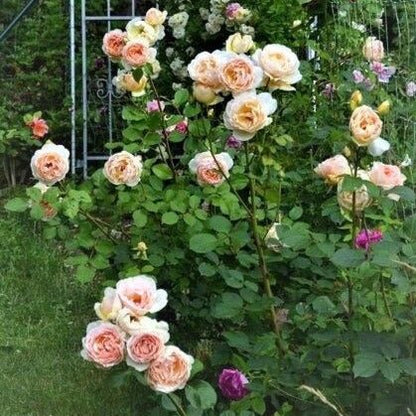 Papi Delbard ® Climbing Roses garden rose bushes potted or bare root plants